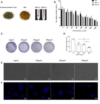 Extraction Optimization, Structural Characterization, and Anti-Hepatoma Activity of Acidic Polysaccharides From <mark class="highlighted">Scutellaria barbata D. Don</mark>